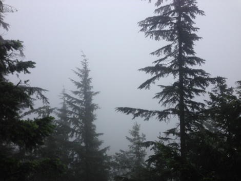 Pine & Cedar Overcast